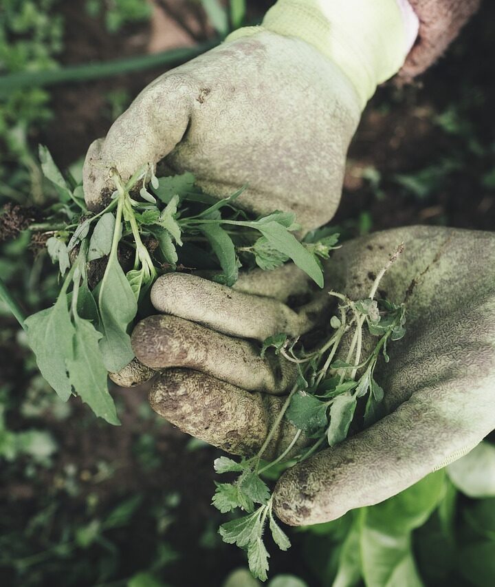 Gloves holding a plant.